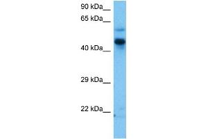 Image no. 2 for anti-Zic Family Member 3 (ZIC3) (N-Term) antibody (ABIN2777974)