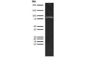 anti-Complement Factor I (CFI) antibody