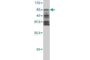 HERPUD1 antibody  (AA 1-391)