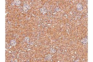 Image no. 2 for anti-Claudin 1 (CLDN1) (pTyr210) antibody (ABIN6271678)
