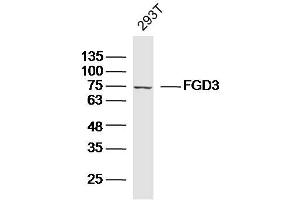 Image no. 1 for anti-FYVE, RhoGEF and PH Domain Containing 3 (FGD3) (AA 501-600) antibody (ABIN5675594)