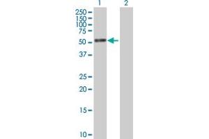 Image no. 1 for anti-Polymerase I and Transcript Release Factor (PTRF) (AA 1-390) antibody (ABIN531551)