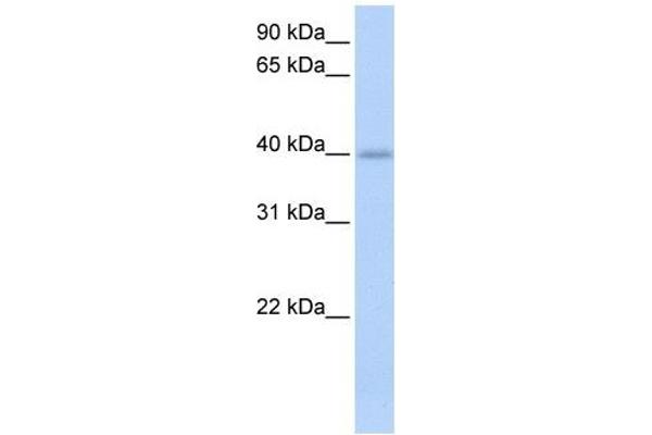 anti-Izumo Sperm-Egg Fusion 1 (IZUMO1) (C-Term) antibody