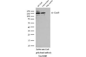 Image no. 2 for anti-CRISPR-Cas9 (AA 1150-1200) antibody (ABIN2670026)