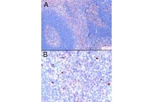 Image no. 1 for anti-Forkhead Box P3 (FOXP3) (C-Term) antibody (ABIN184677)