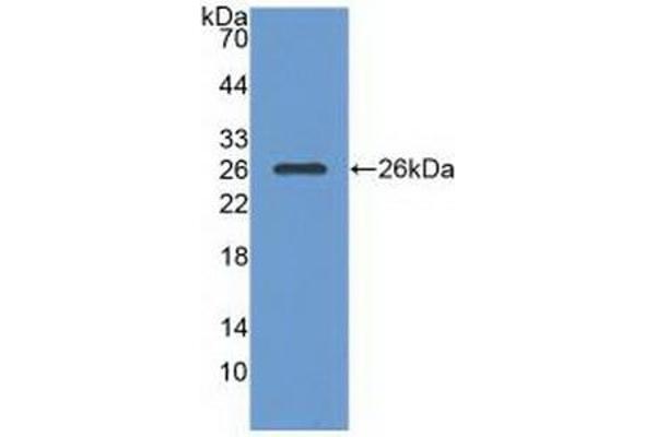 RASA1 antibody  (AA 403-596)