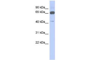 Image no. 1 for anti-Zinc Finger Protein 446 (ZNF446) (N-Term) antibody (ABIN2781045)