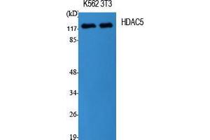 Image no. 2 for anti-Histone Deacetylase 5 (HDAC5) (Tyr512) antibody (ABIN3184988)