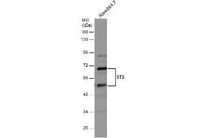 WB Image Whole cell extract (30 μg) was separated by 10% SDS-PAGE, and the membrane was blotted with ST2 antibody [N1C1] , diluted at 1:500.