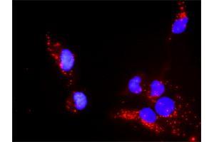 Image no. 5 for anti-Paxillin (PXN) (AA 1-262) antibody (ABIN519564)