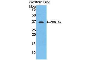 Image no. 1 for anti-Apelin (APLN) antibody (Biotin) (ABIN1175943)