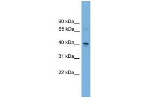Image no. 1 for anti-Transcription Factor Dp-2 (E2F Dimerization Partner 2) (TFDP2) (C-Term) antibody (ABIN2780155)