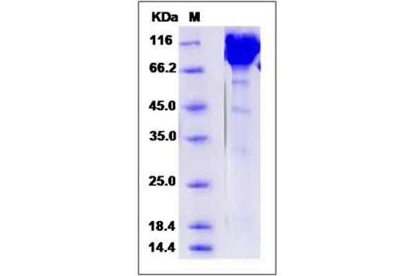 Contactin 1 (CNTN1) (AA 1-1000) protein (His tag)