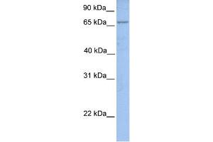 anti-Acyl-CoA Synthetase Long-Chain Family Member 1 (Acsl1) (N-Term) antibody