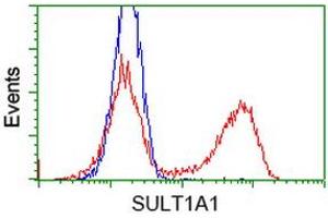 Image no. 4 for anti-Sulfotransferase Family, Cytosolic, 1A, Phenol-Preferring, Member 1 (SULT1A1) antibody (ABIN1501226)