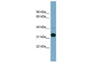 Image no. 1 for anti-Methionyl Aminopeptidase 1 (METAP1) (N-Term) antibody (ABIN630774)
