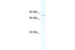 Image no. 1 for anti-SIN3 Transcription Regulator Homolog B (SIN3B) (N-Term) antibody (ABIN925830)