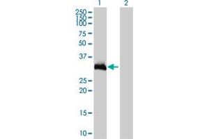 Image no. 1 for anti-Homeobox C9 (HOXC9) (AA 1-260) antibody (ABIN561340)