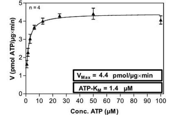 PKC mu Protein (AA 1-912) (His-GST)