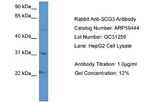 Image no. 2 for anti-Secretogranin III (SCG3) (C-Term) antibody (ABIN2788070)