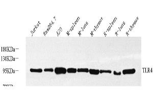 Western Blot analysis of various samples using CD284 Polyclonal Antibody at dilution of 1:1000.