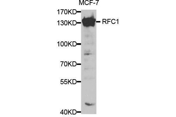 anti-Replication Factor C (Activator 1) 1, 145kDa (RFC1) antibody