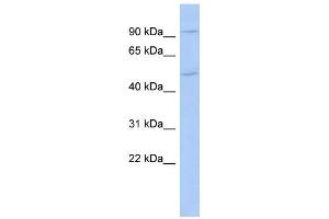 Image no. 1 for anti-Mastermind-Like Domain Containing 1 (MAMLD1) (N-Term) antibody (ABIN2778338)