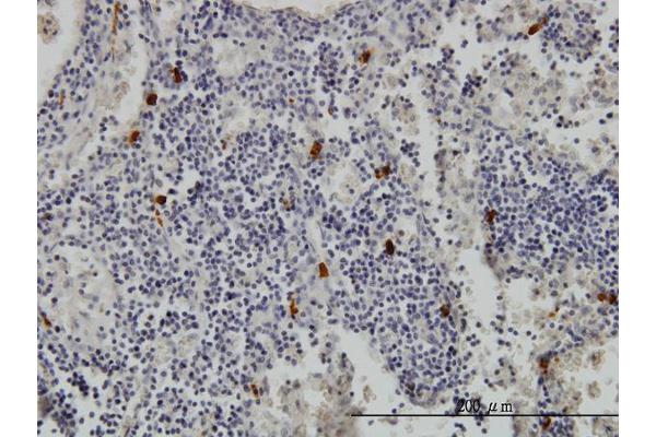 TPSAB1 antibody  (AA 1-275)