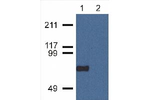 Image no. 1 for anti-Copine VII (CPNE7) (C-Term) antibody (ABIN302089)