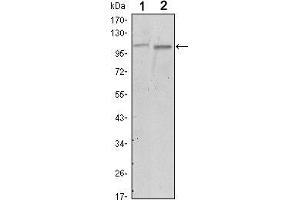 Image no. 2 for anti-PTK2 Protein tyrosine Kinase 2 (PTK2) antibody (ABIN969130)