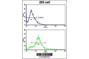 Image no. 2 for anti-CD81 (CD81) (AA 176-203), (C-Term) antibody (ABIN390568)