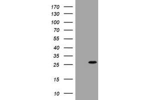 Image no. 5 for anti-BCL2/adenovirus E1B 19kDa Interacting Protein 1 (BNIP1) (AA 1-199) antibody (ABIN1490605)