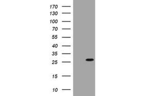 BNIP1 antibody  (AA 1-199)