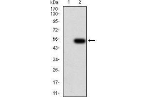 Image no. 2 for anti-Interleukin 28A (Interferon, lambda 2) (IL28A) (AA 1-200) antibody (ABIN5542627)