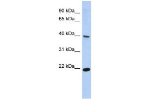 Image no. 1 for anti-Single Stranded DNA Binding Protein 4 (SSBP4) (Middle Region) antibody (ABIN2775028)