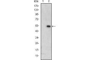 Image no. 2 for anti-Mitogen-Activated Protein Kinase 6 (MAPK6) antibody (ABIN969115)