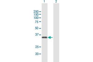 Western Blot analysis of MAF1 expression in transfected 293T cell line by MAF1 MaxPab polyclonal antibody.