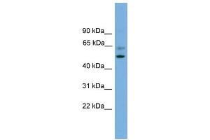 Image no. 2 for anti-Proteasome (Prosome, Macropain) 26S Subunit, Non-ATPase, 12 (PSMD12) (Middle Region) antibody (ABIN2787421)