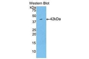 Image no. 1 for anti-Creatine Kinase, Brain (CKB) (AA 11-367) antibody (ABIN1858410)