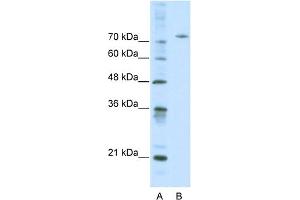 Image no. 1 for anti-Afamin (AFM) (Middle Region) antibody (ABIN2778130)