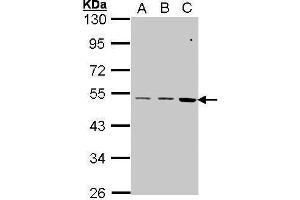 WB Image Sample (30 ug of whole cell lysate) A: A431 , B: H1299 C: Hela 10% SDS PAGE antibody diluted at 1:1000