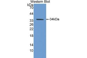 Image no. 1 for anti-Carbonic Anhydrase VB, Mitochondrial (CA5B) (AA 34-317) antibody (ABIN1077896)