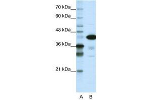 Image no. 3 for anti-TAR DNA Binding Protein (TARDBP) (N-Term) antibody (ABIN2780848)
