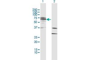 Image no. 2 for anti-IKAROS Family Zinc Finger 4 (Eos) (IKZF4) (AA 1-544) antibody (ABIN949592)