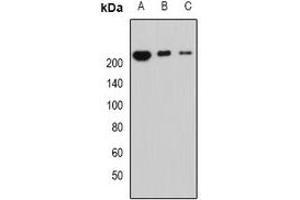 Image no. 3 for anti-Periplakin (PPL) antibody (ABIN2966890)