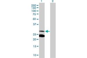 Western Blot analysis of MRRF expression in transfected 293T cell line by MRRF MaxPab polyclonal antibody.
