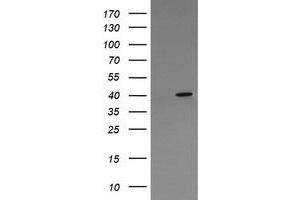 Image no. 2 for anti-Mitogen-Activated Protein Kinase 13 (MAPK13) antibody (ABIN1499956)
