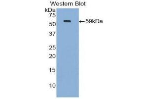 Image no. 1 for anti-Cadherin 4 (CDH4) (AA 667-916) antibody (ABIN1860421)