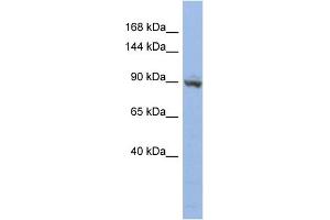 Image no. 1 for anti-Zinc Finger Protein 546 (ZNF546) (N-Term) antibody (ABIN2775143)