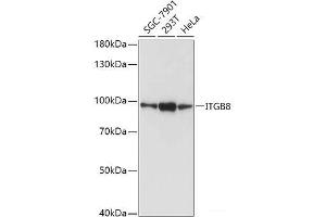 ITGB8 anticorps